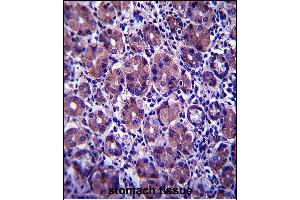 ANKRD22 Antibody (C-term) (ABIN657584 and ABIN2846587) immunohistochemistry analysis in formalin fixed and paraffin embedded human stomach tissue followed by peroxidase conjugation of the secondary antibody and DAB staining. (ANKRD22 antibody  (C-Term))