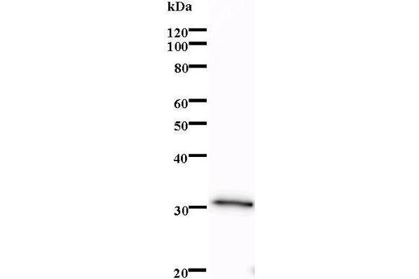 LMO1 antibody