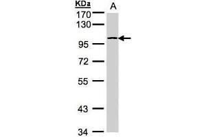 WB Image Sample(30 ug whole cell lysate) A:Hep G2 , 7. (PYGB antibody  (C-Term))