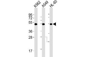 All lanes : Anti-AVPR1A Antibody (C-term) at 1:2000 dilution Lane 1: K562 whole cell lysates Lane 2: A549 whole cell lysates Lane 3: HL-60 whole cell lysates Lysates/proteins at 20 μg per lane. (AVPR1A antibody)