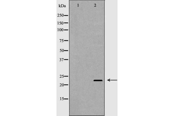 CD3 epsilon antibody  (C-Term)