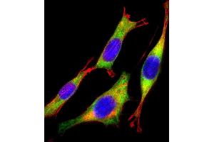 Immunofluorescent analysis of 4 % paraformaldehyde-fixed, 0. (RAC2 antibody  (C-Term))
