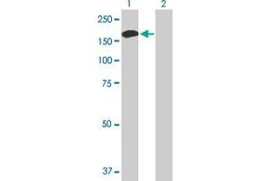 Western Blot analysis of ALPK1 expression in transfected 293T cell line by ALPK1 MaxPab polyclonal antibody.