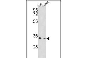 Western blot analysis of PSMD11 Antibody (C-term) (ABIN389306 and ABIN2839426) in 293, Jurkat cell line lysates (35 μg/lane).
