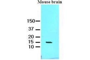 Cell lysates of mouse brain (60 ug) were resolved by SDS-PAGE, transferred to nitrocellulose membrane and probed with anti-human FABP7 (1:1000).