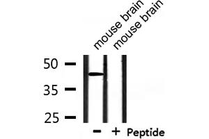 Western blot analysis of extracts from mouse brain, using Uba5 Antibody.