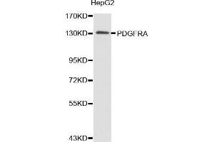 Western blot analysis of extracts of HepG2 cell lines, using PDGFRA antibody. (PDGFRA antibody  (AA 1-210))