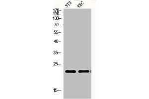 Western Blot analysis of NIH-3T3 VEC cells using Ephrin-A1 Polyclonal Antibody (Ephrin A1 antibody  (Internal Region))