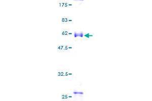 RYBP Protein (AA 1-228) (GST tag)