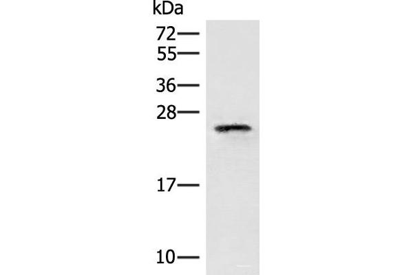 EIF3K antibody