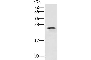 Western blot analysis of HT29 cell lysate using EIF3K Polyclonal Antibody at dilution of 1:400 (EIF3K antibody)
