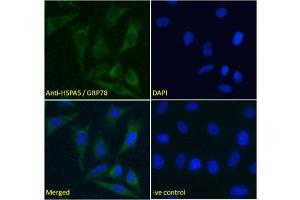 IF/ICC testing of fixed and permeabilized human HeLa cells with GRP78 antibody (green) at 5ug/ml and DAPI nuclear stain (blue). (GRP78 antibody)