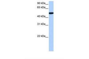 Image no. 1 for anti-Chromosome 1 Open Reading Frame 55 (C1orf55) (C-Term) antibody (ABIN6739378) (C1orf55 antibody  (C-Term))