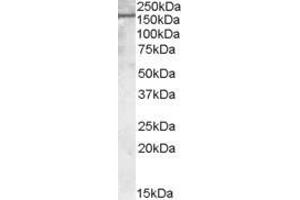 ABIN190772 (1µg/ml) staining of Human Kisney lysate (35µg protein in RIPA buffer). (PODXL antibody  (C-Term))