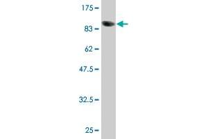 Western Blot detection against Immunogen (91. (POLA2 antibody  (AA 1-598))