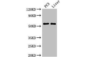 Western Blot Positive WB detected in: PC-3 whole cell lysate, Mouse liver tissue All lanes: FARSB antibody at 2. (FARSB antibody  (AA 1-299))