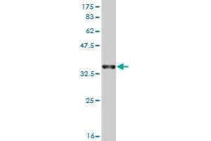 Western Blot detection against Immunogen (35. (KHSRP antibody  (AA 151-239))