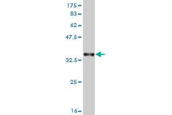 KHSRP antibody  (AA 151-239)