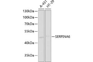 Western blot analysis of extracts of various cell lines, using SERPIN antibody (ABIN6130202, ABIN6147578, ABIN6147580 and ABIN6221489) at 1:1000 dilution. (SERPINA6 antibody  (AA 136-405))