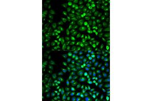 Immunofluorescence (IF) image for anti-Glutamate Receptor, Metabotropic 3 (GRM3) antibody (ABIN1872902)