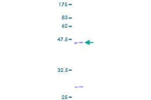 Complexin 1 Protein (CPLX1) (AA 1-134) (GST tag)