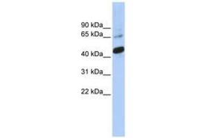 Image no. 1 for anti-SRY (Sex Determining Region Y)-Box 1 (SOX1) (C-Term) antibody (ABIN6742796) (SOX1 antibody  (C-Term))