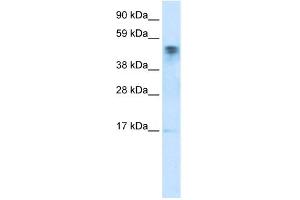 FLJ13798 (FLJ13798) (C-Term) anticorps