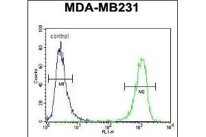 HRIHF Antibody (C-term) (ABIN653093 and ABIN2842686) flow cytometric analysis of MDA-M cells (right histogram) compared to a negative control cell (left histogram). (CBY1/PGEA1 antibody  (C-Term))