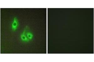 Immunofluorescence analysis of HepG2 cells, using LAMA3 Antibody.