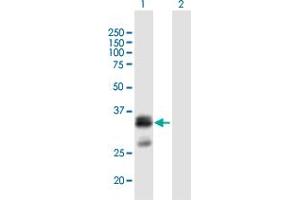 Western Blot analysis of FLJ45455 expression in transfected 293T cell line by FLJ45455 MaxPab polyclonal antibody. (SHISA6 antibody  (AA 1-292))