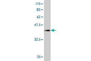 Western Blot detection against Immunogen (36. (PCDHGA5 antibody  (AA 205-304))