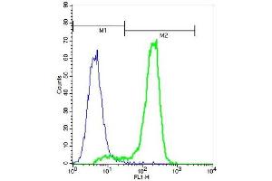 A549 cells probed with Rabbit Anti-CD244 Polyclonal Antibody (ABIN740730) at 1:50 for 60 minutes followed by incubation with Goat Anti-Rabbit IgG FITC conjugated secondary at 1:100 (green) for 40 minutes compared to control cells (blue). (2B4 antibody  (AA 151-250))