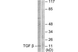 Western Blotting (WB) image for anti-Transforming Growth Factor, beta 3 (TGFB3) (Internal Region) antibody (ABIN1848798) (TGFB3 antibody  (Internal Region))