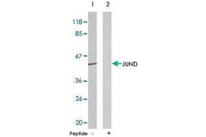 Western blot analysis of extracts from HeLa cells using JUND polyclonal antibody  .