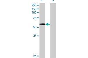 Western Blot analysis of DDC expression in transfected 293T cell line by DDC MaxPab polyclonal antibody. (DDC antibody  (AA 1-480))