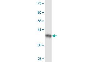 Western Blot detection against Immunogen (36. (AIP antibody  (AA 156-249))