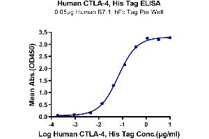 ELISA image for Cytotoxic T-Lymphocyte-Associated Protein 4 (CTLA4) (AA 36-161) protein (His tag) (ABIN7274435)