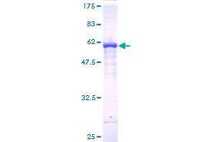 FBXO22 Protein (AA 1-299) (GST tag)