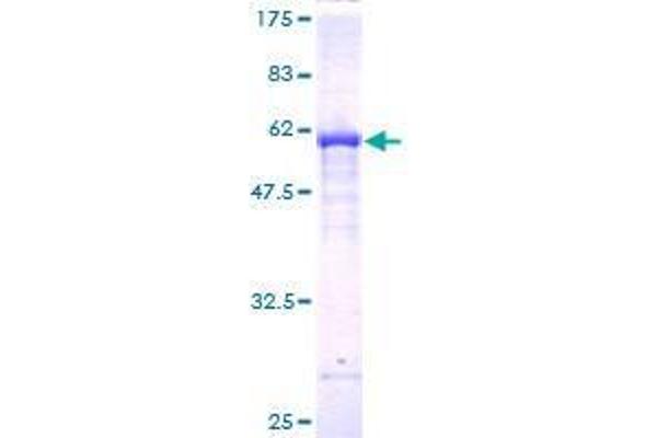 FBXO22 Protein (AA 1-299) (GST tag)