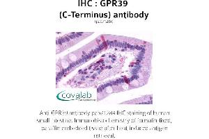 Image no. 1 for anti-G Protein-Coupled Receptor 39 (GPR39) (C-Term) antibody (ABIN1735083) (GPR39 antibody  (C-Term))