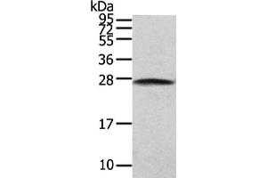 Gel: 12 % SDS-PAGE, Lysate: 40 μg, Lane: NIH/3T3 cell, Primary antibody: ABIN7130604(PGRMC2 Antibody) at dilution 1/200 dilution, Secondary antibody: Goat anti rabbit IgG at 1/8000 dilution, Exposure time: 5 seconds (PGRMC2 antibody)