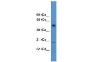 Image no. 1 for anti-Protein Phosphatase 2, Regulatory Subunit B, gamma (PPP2R2C) (AA 21-70) antibody (ABIN6746534) (PPP2R2C antibody  (AA 21-70))