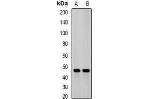 Western blot analysis of JMJD6 expression in mouse heart (A), mouse liver (B) whole cell lysates. (JMJD6 antibody)