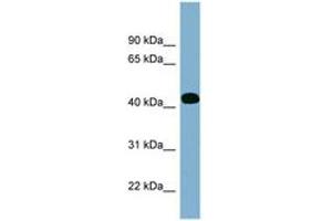 Image no. 1 for anti-Inositol-Tetrakisphosphate 1-Kinase (ITPK1) (AA 179-228) antibody (ABIN6741924)