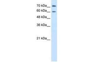 Image no. 1 for anti-Proline Dehydrogenase (Oxidase) 2 (PRODH2) (AA 451-500) antibody (ABIN6736616) (PRODH2 antibody  (AA 451-500))