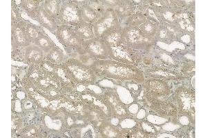 ABIN6260609 and ABIN6272632 at 1/100 staining human normal kidney tissue by IHC-P. (CD300LB antibody  (C-Term))