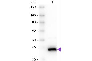 Western Blot of Sheep anti-D-Amino Acid Oxidase Antibody. (D Amino Acid Oxidase antibody)