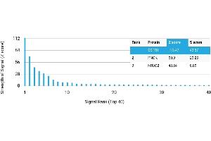 Protein Array (PAr) image for anti-Somatostatin Receptor 1 (SSTR1) antibody (ABIN7456000) (SSTR1 antibody)