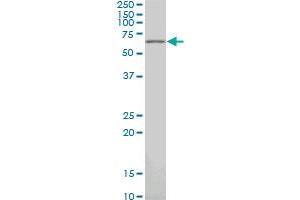 PAX7 monoclonal antibody (M03), clone 3C9. (PAX7 antibody  (AA 411-520))