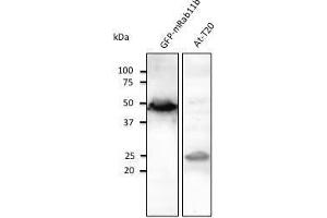 Anti-Rab5 Ab at 1/1,000 dilution, tissue tysate at 100 µg per Iane, Rabbit polyclonat to goat lµg (HRP) at 1/10,000 dilution.
